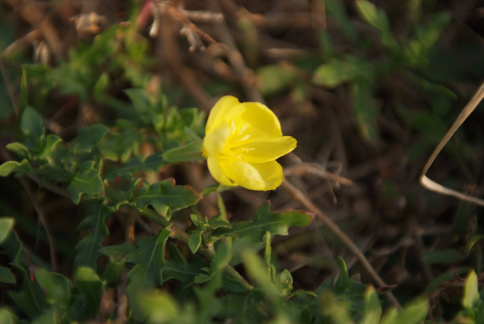 달맞이꽃 - 달맞이 꽃, Oenothera odorata
