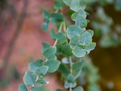 애플유칼리 사진 - Eucalyptus globulus Labill Photos