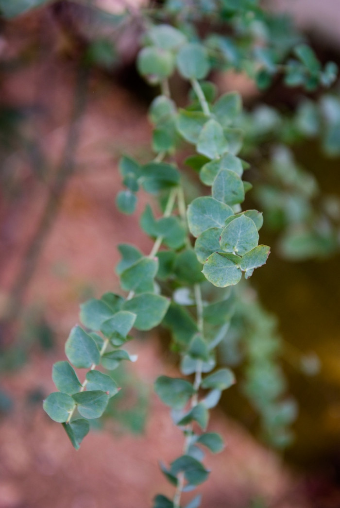 애플유칼리 - Blue gum Tree, Eucalyptus globulus Labill