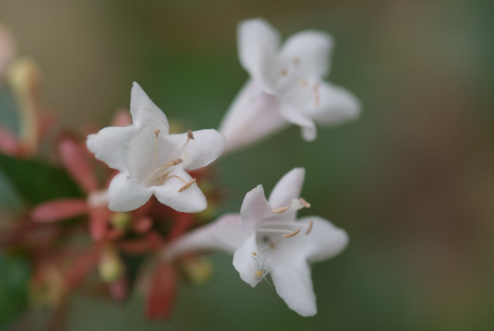 꽃댕강나무 - Mangsan Abelia, Abelia mosanensis T.H.Chung