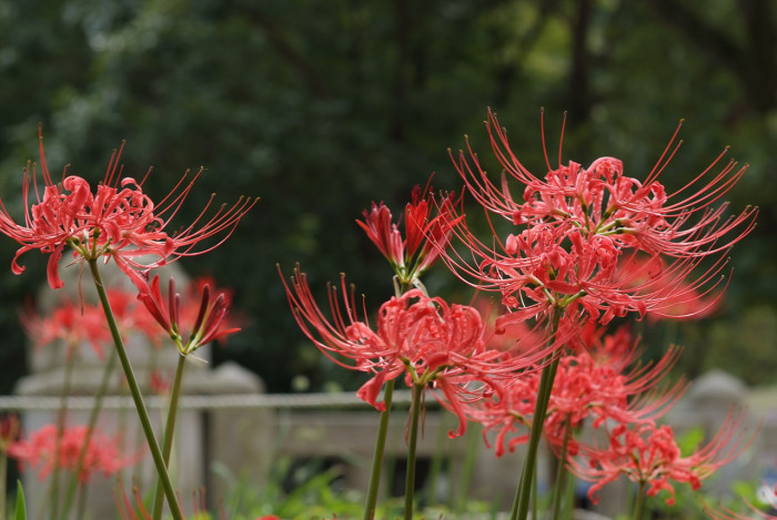 석산 - red spider lily, Lycoris radiata