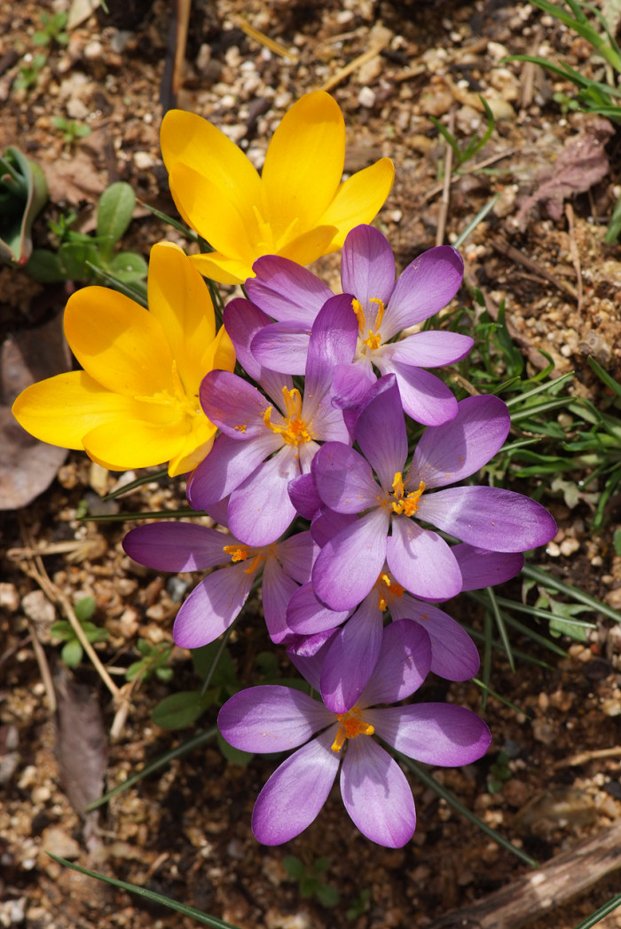 크로커스 - Crocus, Crocus spp.