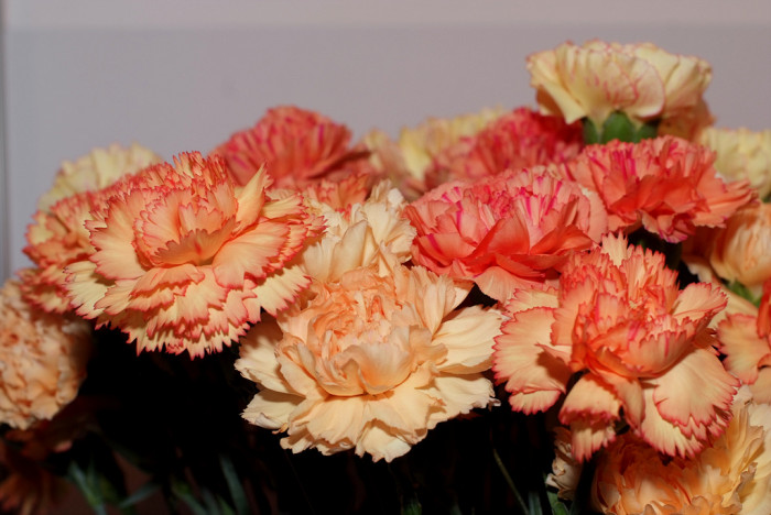 카네이션 - Bernard, Dianthus caryophyllus L.
