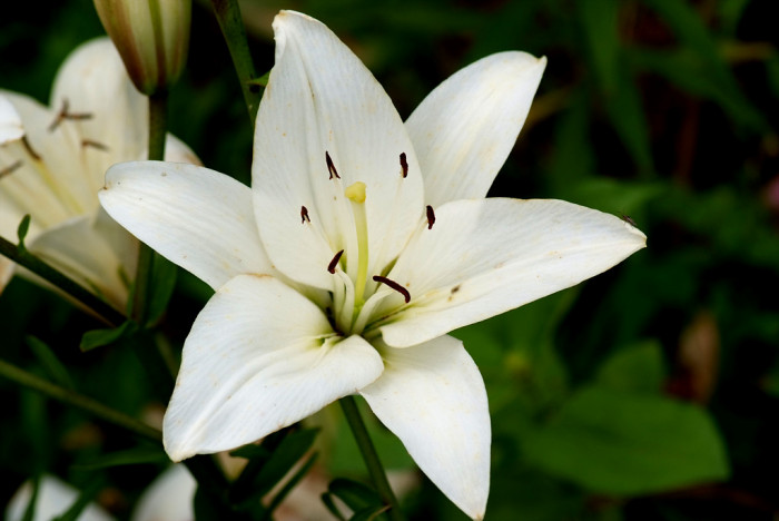 백합 - Lily, Lilium longiflorum Thunb.