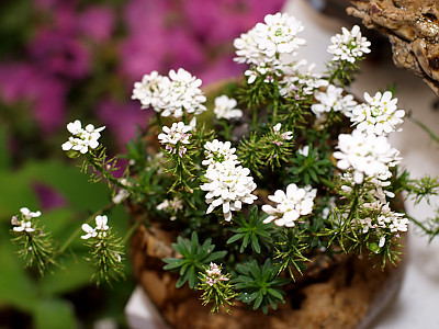 솔체꽃 사진 - Scabiosa mansenensis Nakai for alpina Nakai Photos