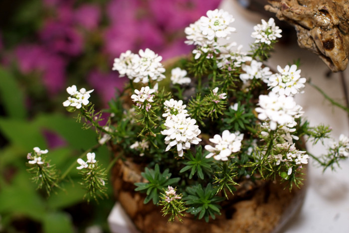솔체꽃 - Scabiosa mansenensis Nakai for alpina Nakai