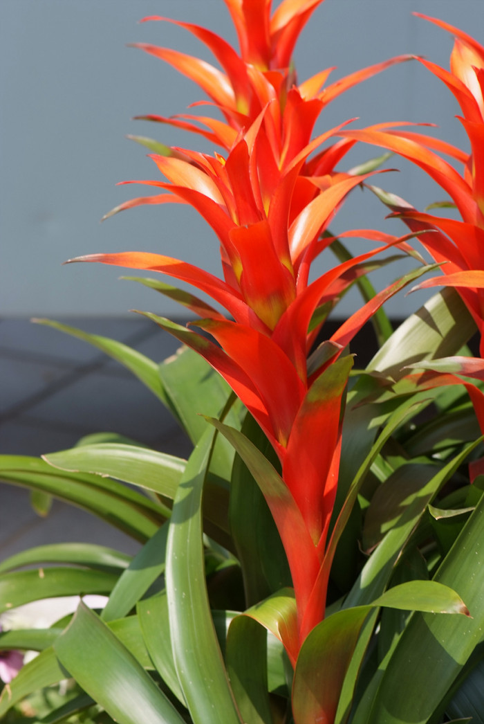 아나나스 - Ananas spp.