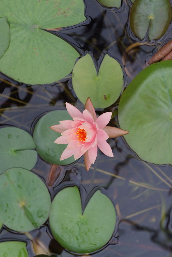 수련 - Nymphaea tetragona var. angusta