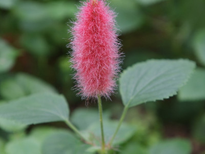 여우꼬리풀 사진 - Aletris glabra Bureau & Franch. Photos