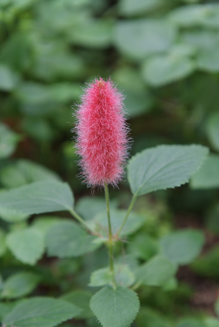여우꼬리풀 - Glabrous colicroot, Aletris glabra Bureau & Franch.