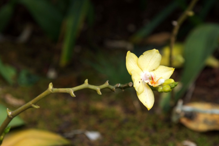 호접란 - Moth orchids, phalaenopsis