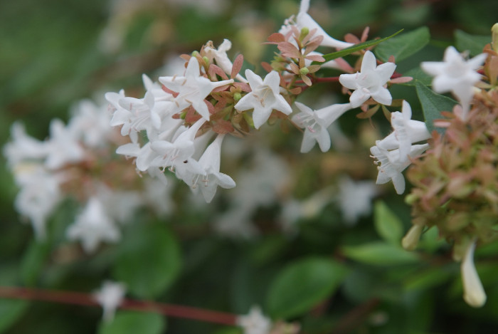 꽃댕강나무 - Mangsan Abelia, Abelia mosanensis T.H.Chung