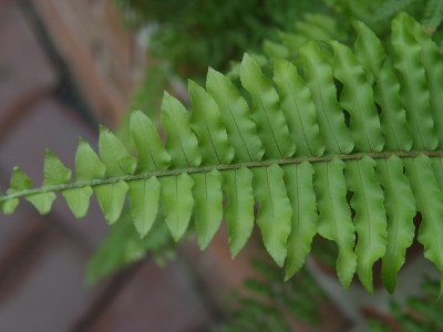 공작고사리 사진 - Adiantum pedatum L. Photos