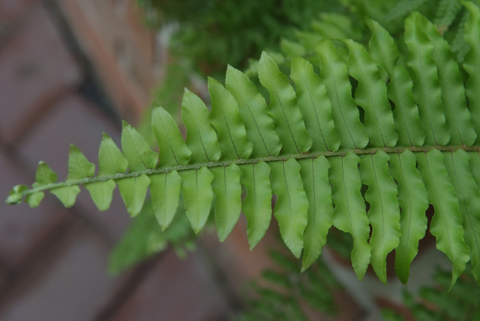 공작고사리 - Adiantum pedatum L.