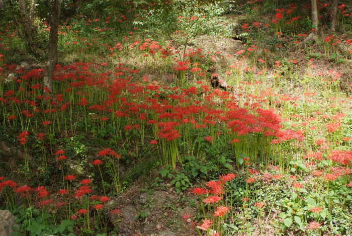 석산 - red spider lily, Lycoris radiata