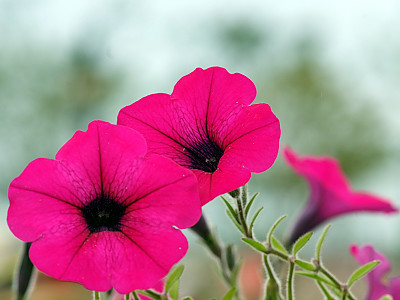 페튜니아 사진 - Petunia hybrida Photos