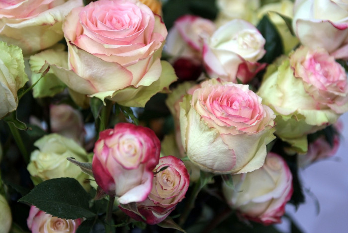장미 - Rose, Rosa hybrida