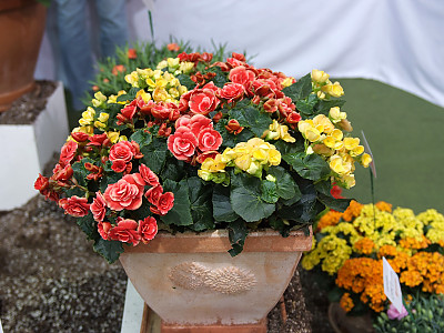 꽃베고니아 사진 - Begonia semperflorens Photos