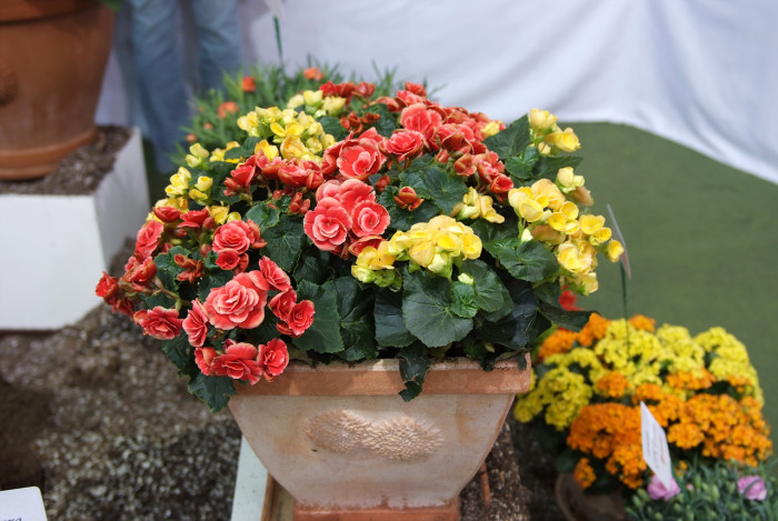 꽃베고니아 - Wax Begonias, Begonia semperflorens