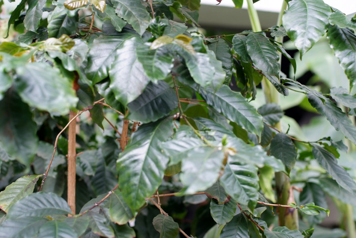 커피나무 - coffee tree, Coffea arabica L.