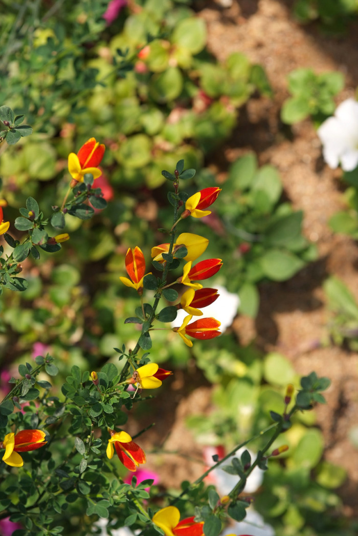 양골담초 - Cytisus scoparius (L.) Link