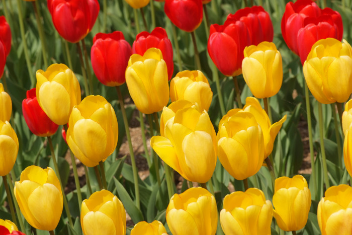 튤립 - Tulip, Tulipa gesneriana