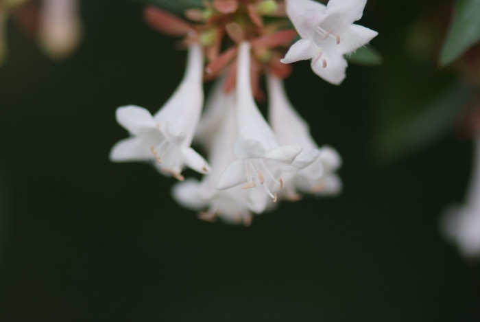 꽃댕강나무 - Mangsan Abelia, Abelia mosanensis T.H.Chung