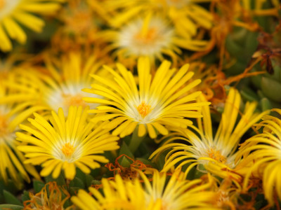 송엽국 사진 - Lampranthus spectabilis Photos