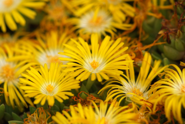 송엽국 - Trailing Ice Plant, Lampranthus spectabilis