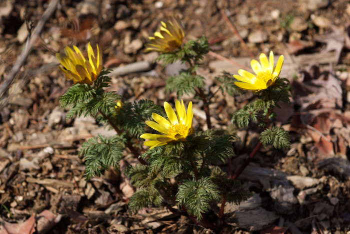 복수초 - Adonis amurensis