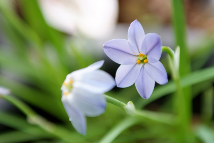 향기별꽃 - starflower, spring starflower, Ipheion uniflorum