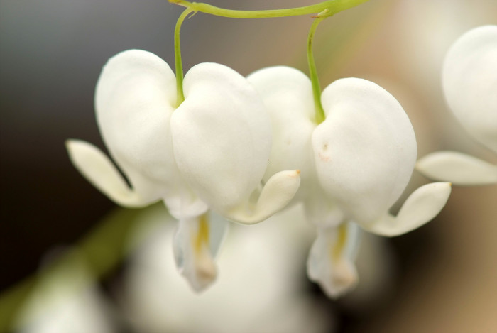 금낭화 - Dicentra spectabilis