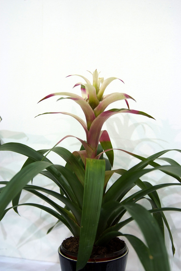 틸란디시아 - Tillandsia bergeri
