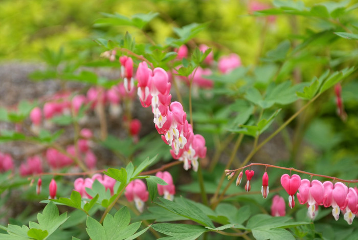 금낭화 - Dicentra spectabilis