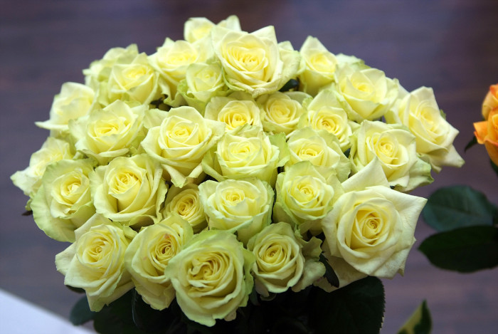 장미 - Rose, Rosa hybrida