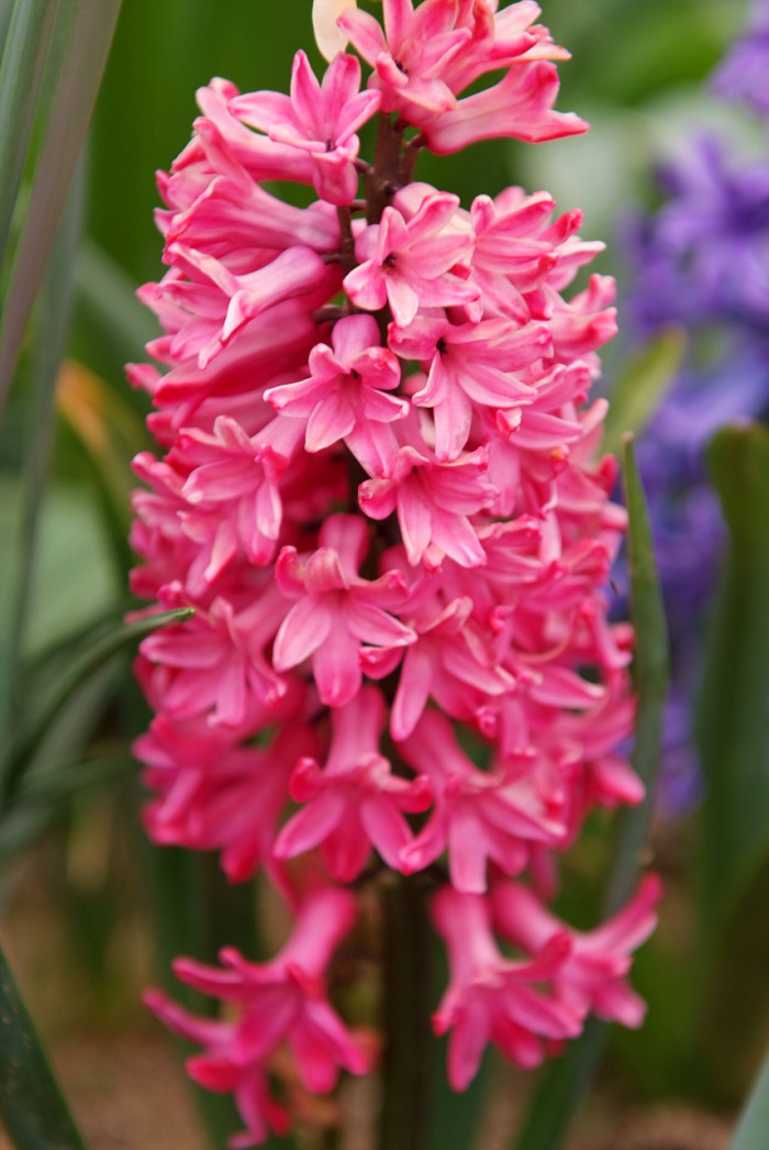 히아신스 - Hyacinth, Hyacinthus orientalis L.