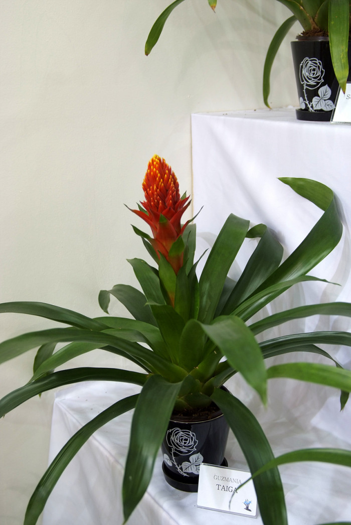 틸란디시아 - Tillandsia bergeri