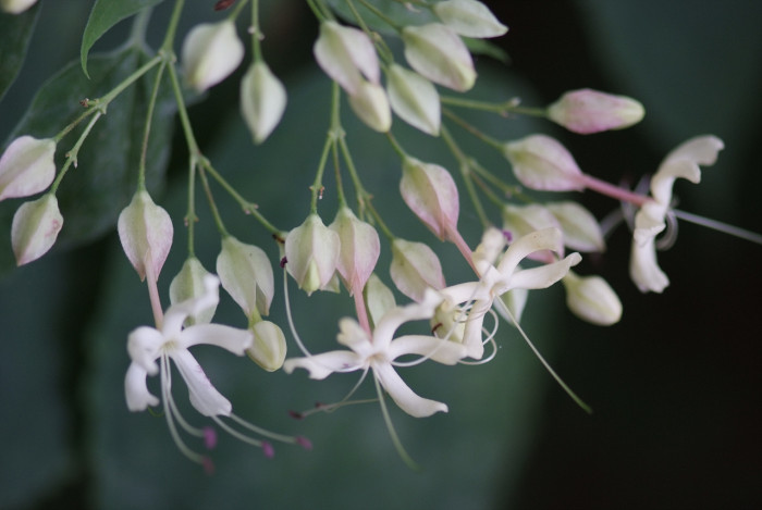 누리장나무 - Harlequin Glorybower, Clerodendrum trichotomum