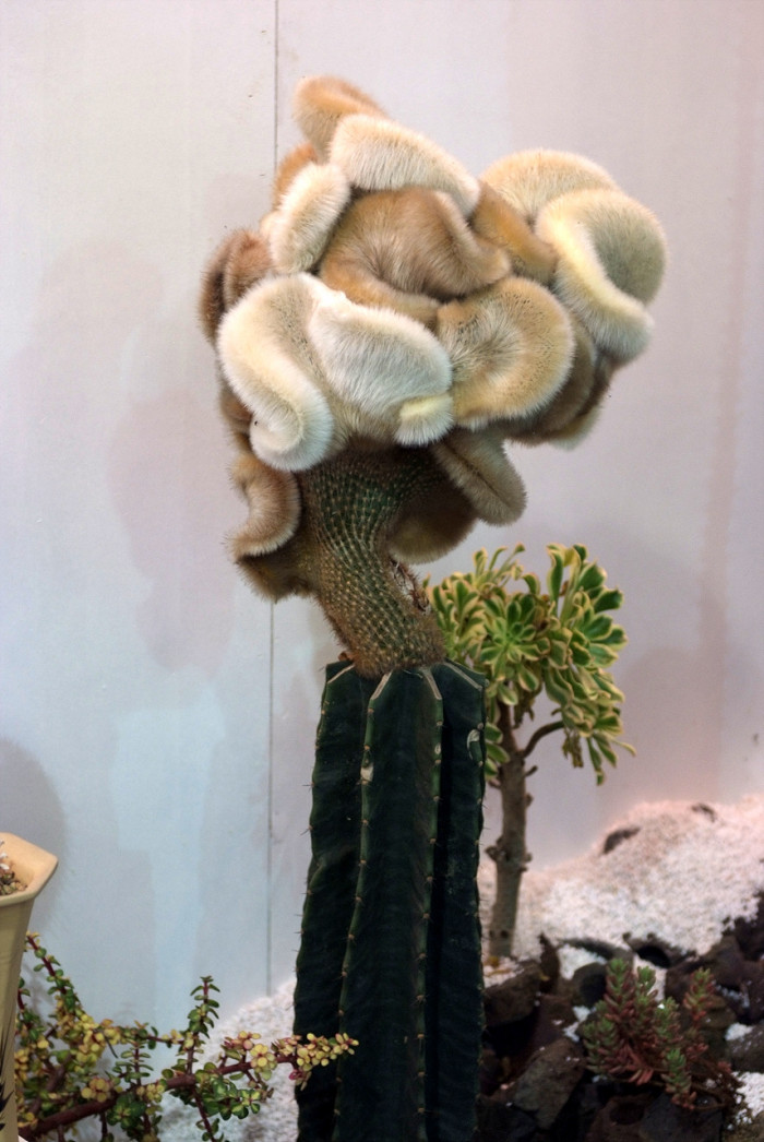 선인장 - Opuntia ficus-indica Mill.