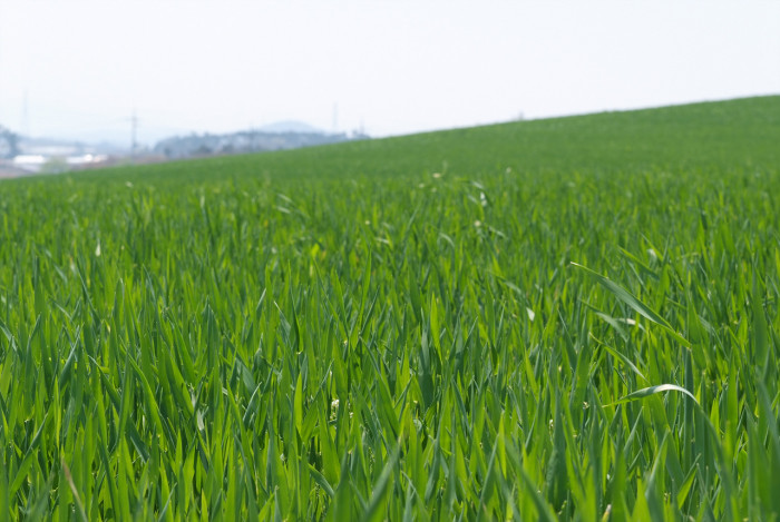 보리 - Hordeum vulgare var. hexastichon (L.) Asch.