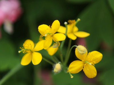 애기똥풀 사진 - Chelidonium majus L. var. asiaticum (H. Hara) Ohwi Photos