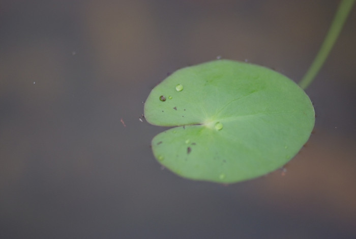 수련 - Nymphaea tetragona var. angusta