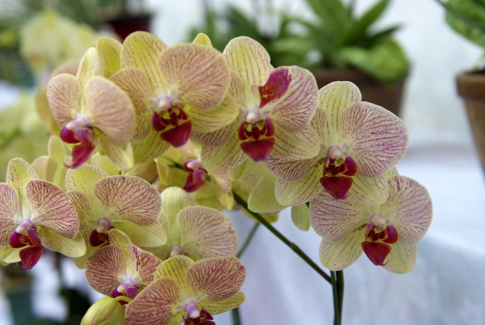 호접란 - Moth orchids, phalaenopsis