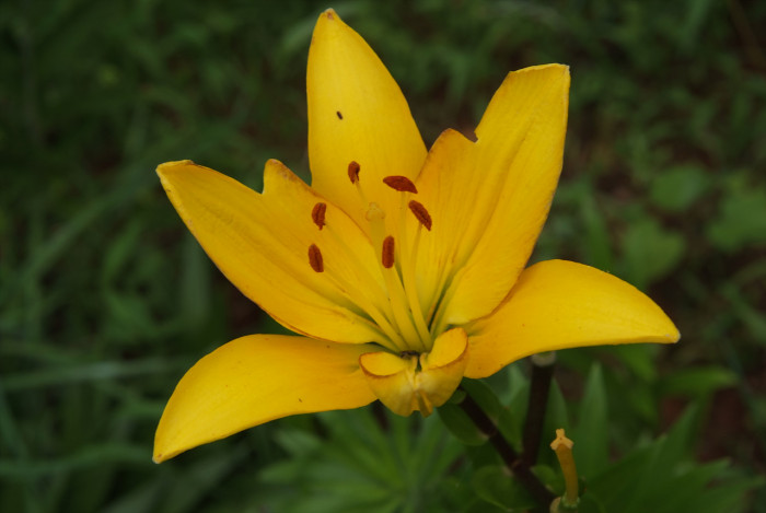 백합 - Lily, Lilium longiflorum Thunb.