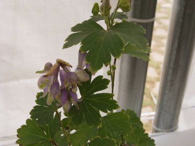 세잎돌쩌귀 사진 - Aconitum triphyllum Nakai Photos