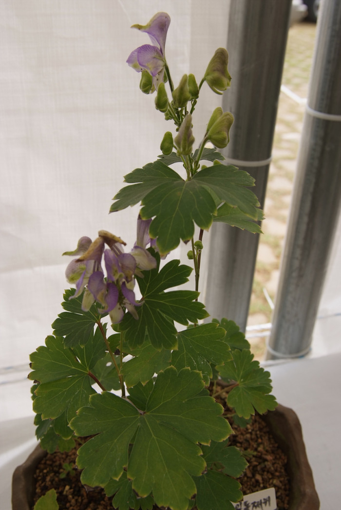 세잎돌쩌귀 - Aconitum triphyllum Nakai