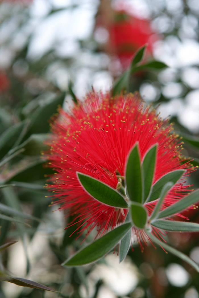 병솔나무 - Bottlebrush, Callistemon lanceolatus