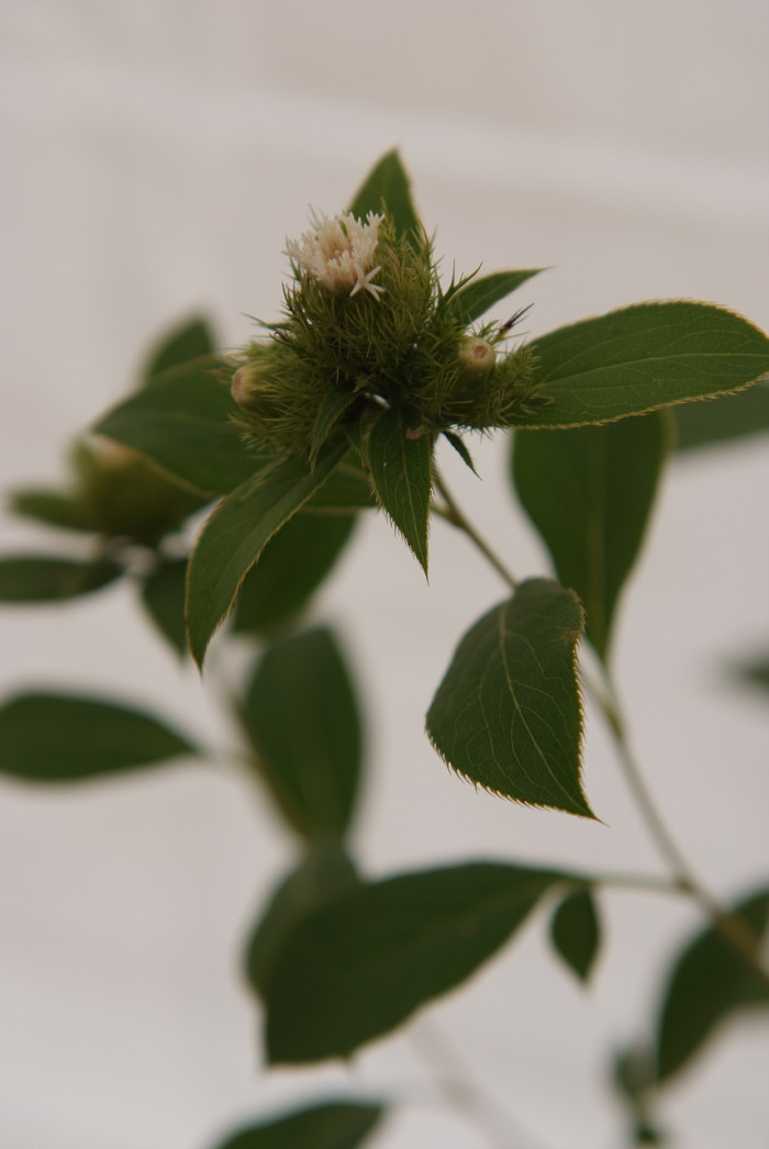 삽주 - Atractylodes ovata (Thunb.) DC.