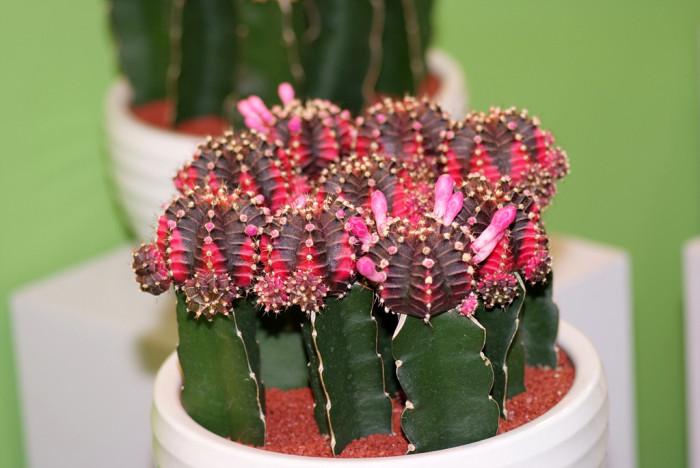 선인장 - Opuntia ficus-indica Mill.