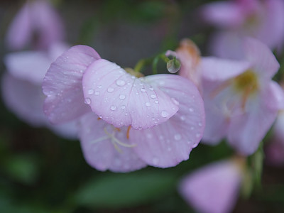 낮달맞이 사진 - Oenothera speciosa Photos